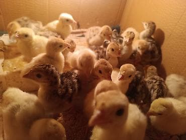 cücə adları: Hinduşka cücələri, Damazlıq — 3