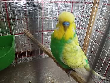 mehebbet qusu satisi: Damazlıq bala vermiş çex tutuquşuları satılır 2-3 dəfə bala almışam — 1