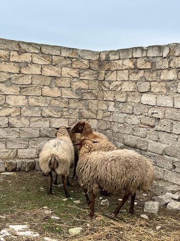 ZİL: Salam kök ətdiy kəskiliy qoyunlar super kökdülər — 2