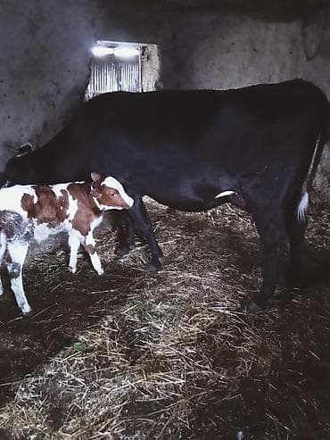 inək satşı: Südünə gəlmiş inək buzovu ilə birlikdə. hevan 3 memedi 4200 deylir — 2