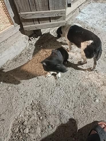 chappi it yemi: Zvanok satilir anadan gelme quyruqsuzdu.vacapla elaqeBalaca it balası — 5