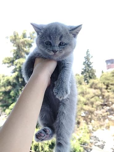 quru corek: Boz rəngli, tükləri sıx və yumşaq balaca pişik balası. Xüsusiyyətlər — 4