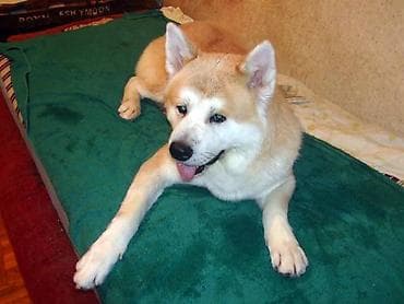 dogo argentin: Cinsi və peyvənd olunmuş İtləri gəzdirmək, saxlamaq, çimizdirmək — 9