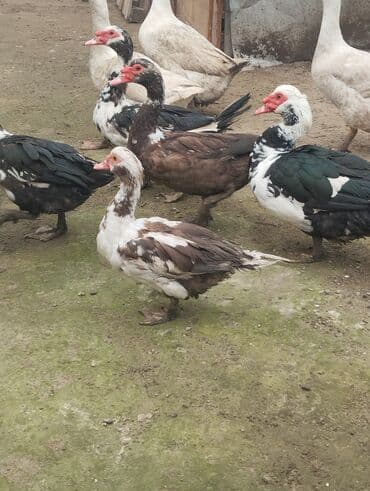 Muscovy (indoutka) ördəkləri – müxtəlif rənglərdə sürü - Cins