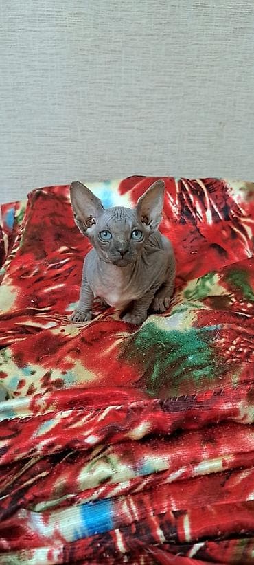 ucuz pişiklər: Sfinks, Dişi, Yaxşı əllərə, Ünvandan götürmə, Pulsuz çatdırılma, Ödənişli çatdırılma — 3