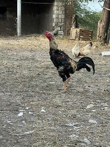 Heyreti xoruz bir yaş 3 ayliqdir temiz qan heyvandir cadirilma lalafo.az -da Heyreti xoruz bir yaş 3 ayliqdir temiz qan heyvandir cadirilma