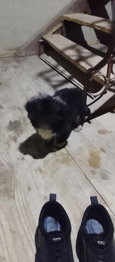 balaca şirin itler: Peyvəndli — 3