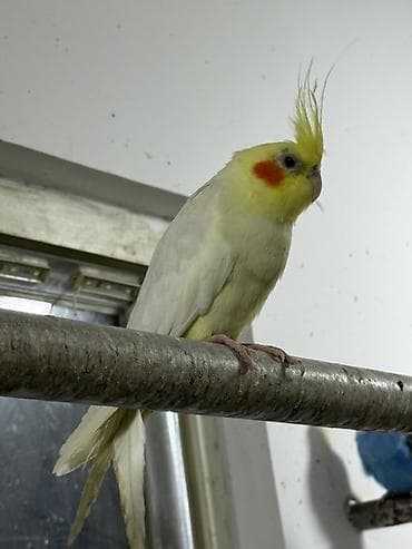 dekorativ quş: Karela ekeydiler tam sağlam 3 de ekeydi Hec bir prablemi yoxdu 1 — 2