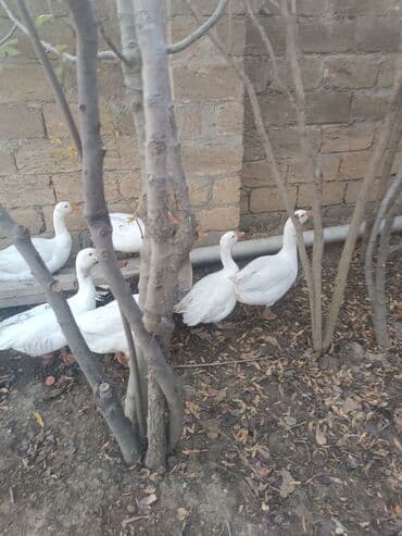 qiz it adlari: Qaz sürüsü – ağ və bir ədəd boz rəngli - Növ: ev qazı - Rəng: əsasən — 6