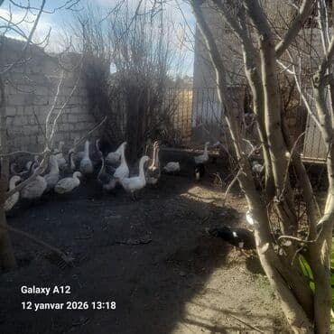 Qazlar satılır kilosu 20m əlaqə nomresi 0556614335 - Növ: ev qəzləri