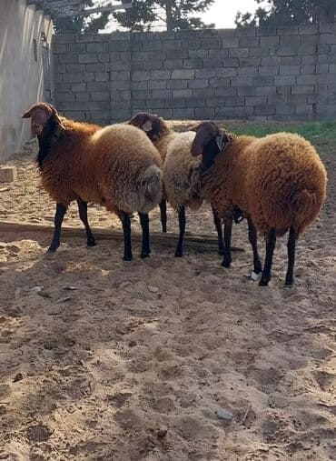 qoyunların qiyməti: Qoyunların üçüdə erkəydi ikisi 35 kilodan çox çəki verir biri isə 40 — 6
