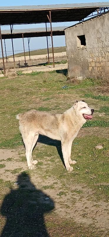 İtlər: Qurdbasar, 11 ay, Erkek — 6