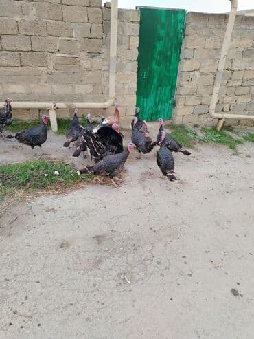 золотая шиншилла купить: Həm ətlik həm damazlıq 38 ədəd fərə hinduşka diri çəki 16 manat — 4