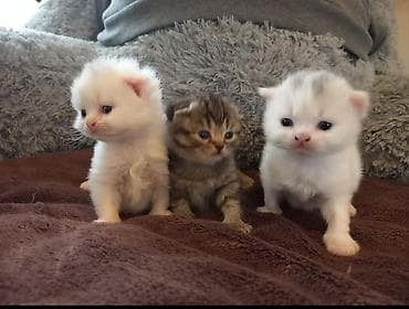 sallaq qulaq pişik: Şotland, Ödənişli çatdırılma — 3