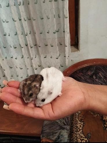 ♨️♨️⚠️⚠️hamısı birlikdə 10 azn TƏCİLİ SATILIR — 1