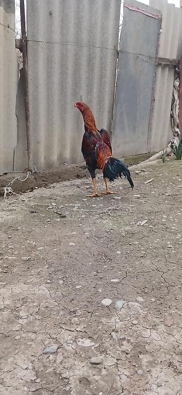 Heyratı beçə satılır 7 aylıqdı təzə təzə aylır viddi çolpadı ciddi — 2