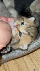 pişik tualet: Tabbi, Dişi, Ünvandan götürmə, Pulsuz çatdırılma — 2