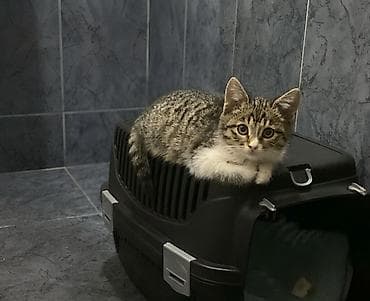 it pisik sekilleri: Dişi, Yaxşı əllərə — 4