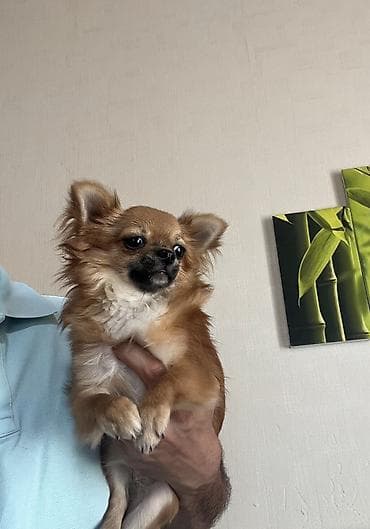 heyvan: Çixuahua, 9 ay, Dişi, Peyvəndli, Ödənişli çatdırılma — 4