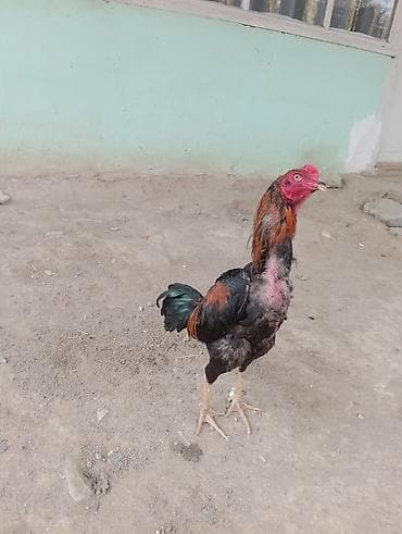 Heç bir problemi yoxdur 2deyqalq probu var reyal alc narahat etsin