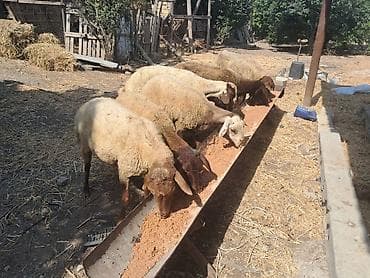 bala dana: Qoyunlar – ana sürü üçün - Növ: yerli ətlik-quyruqlu qoyunlar - Say — 8
