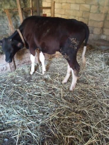 sudluk inekler satışı: Südlük istiqamətli cins heyvan 4 ay yarımnıq danadı sot danadı - Növ — 3