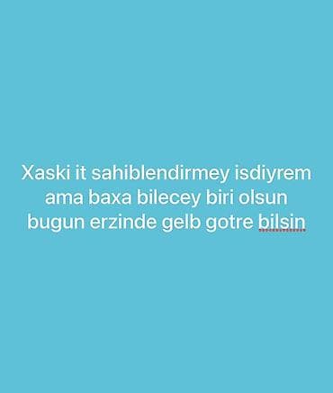 akita iti satilir: Xaski — 1