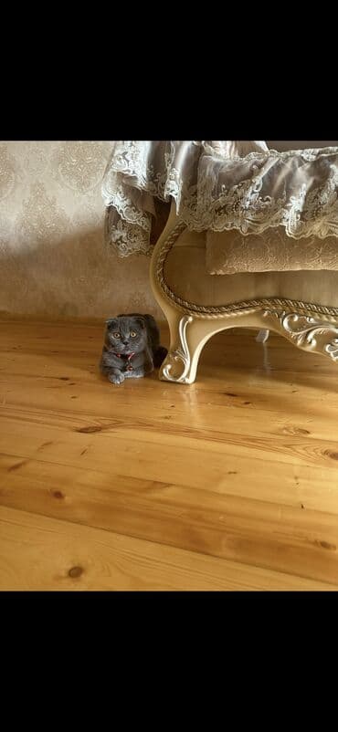 сколько стоят кошки: Satılır — 1