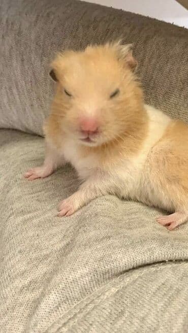 Qızılı-ağ rəngli xırda ev heyvanı – hamster - Rəng: krem/qızılı və ağ