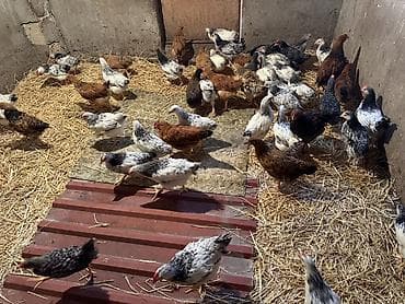 cuce satisi 2020: Toyuq, Ətlik, Ünvandan götürmə — 3