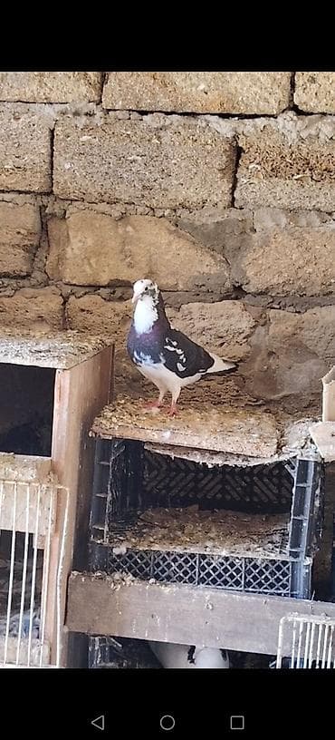 xacmaz heyvan bazari: Seher tutuldu 12 Tuk erkeydi cox qizgin quwdu .isteyen burada ve — 2