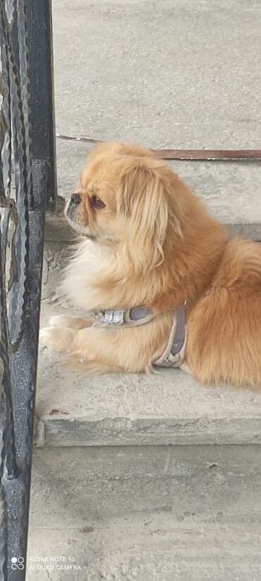 it ucun tasma: Pekines, 1 il, Dişi, Ünvandan götürmə — 1