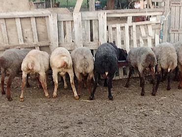 etibarli elere verilir: Salam.qurbanliq quzular var her çəkidə isdeyen elaqe saxlaya bilər — 3