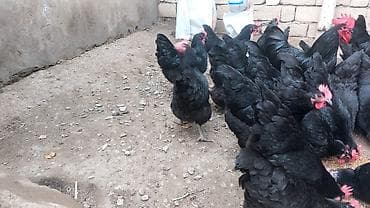 ayam cemani yumurta: Toyuq, Australorp, Damazlıq, Ünvandan götürmə — 10