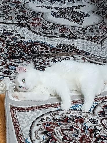angora pişik: Dişi, Yaxşı əllərə, Ünvandan götürmə, Ödənişli çatdırılma, Rayonlara çatdırılma — 3