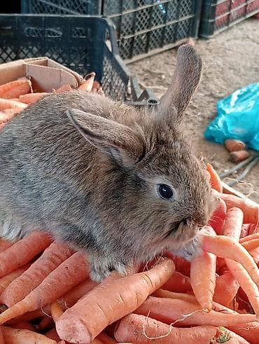 heyvan sahiblənmə: Ev dovşanı balaları – uzunqulaqlı, tüklü minilop tipli (aşağı sallanan — 10