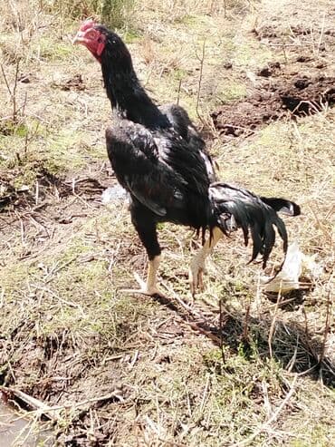 qaz yagi satisi: Heyrati 10 ayliqdi hele bana dusmeyib barterde var baxir tekliflere — 4