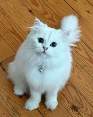 шиншилла кошка цена: Шиншилла, Самка, В добрые руки, Самовывоз, Платная доставка — 2