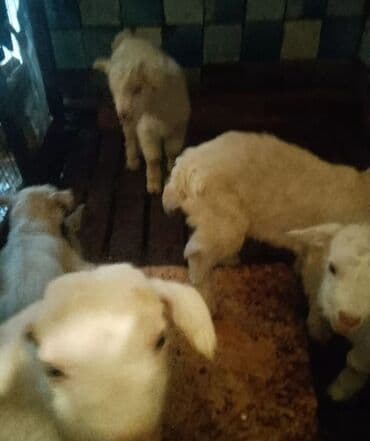 naxcivan heyvan elanlari: Keçi, çəpiş — 2