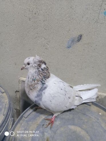 şahin quşunun qiyməti: Maştağadadir. Növ — 3