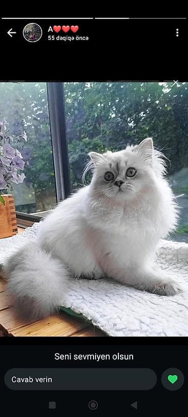 pişik alıram: Ağ tüklü, yumşaq xəzli balaca pişik balası. Fotoşəkillərdə göründüyü — 3