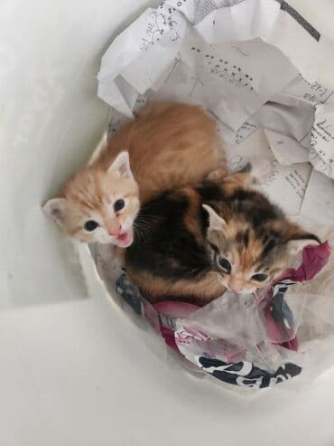 котята в хорошие руки бесплатно: Coox gozeldir pulsuz verilir oynayandir yaxwi ellere merdekan wuvelan — 7