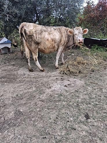 inək sagan: Dişi, il: 9, Südlük, Ünvandan götürmə — 3