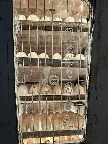 600 yumurta, Azərbaycan, Tam avtomat