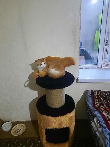 Pişik üçün çoxfunksiyalı oyun və dincəlmə kompleksi - İki mərtəbəli