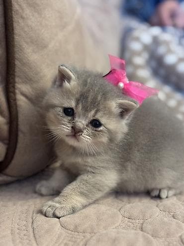 balaca pisik: Şotland yastı qulaq — 9