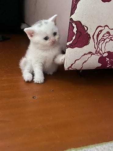 pisik ag: Yaxşı əllərə — 3