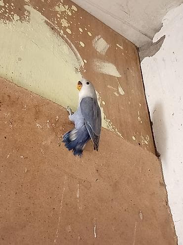 Nərgiz papağanları (lovebird) – cüt - Rənglər: biri qar dumanı-ağ — 1
