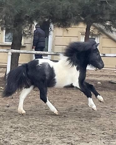 Sağlam gözəl Ponilər satılır