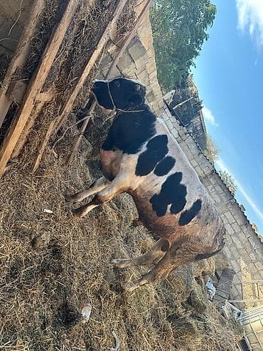 damaz: ETLIK verilmir hec km narahat etmeisn Satlıq erkək dana Holştayn — 8